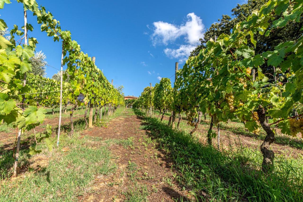Podere Sant'Antonio Fauglia Esterno foto
