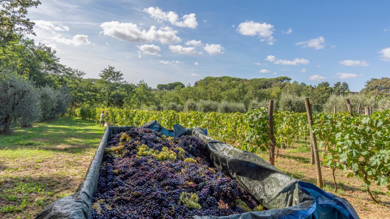 Podere Sant'Antonio Fauglia Esterno foto